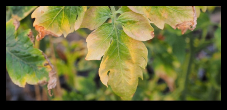 Nutrient Rescue A Comprehensive Approach to Deficiency Management Ένας ολιστικός οδηγός για τον εντοπισμό και τη θεραπεία των ελλείψεων σε θρεπτικά συστατικά 2 Nutrient Rescue: Μια ολοκληρωμένη προσέγγιση στη διαχείριση της ανεπάρκειας