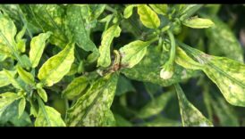 Nutrient Rescue A Comprehensive Approach to Deficiency Management Ένας ολιστικός κινητήρια δύναμη για τον εντοπισμό και 4 Nutrient Rescue: Μια ολοκληρωμένη προσέγγιση στη διαχείριση της ανεπάρκειας