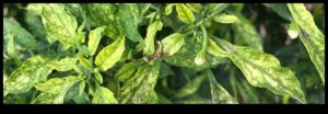 Nutrient Rescue: Μια ολοκληρωμένη προσέγγιση στη διαχείριση της ανεπάρκειας