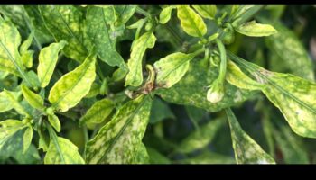 Nutrient Rescue: Μια ολοκληρωμένη προσέγγιση στη διαχείριση της ανεπάρκειας