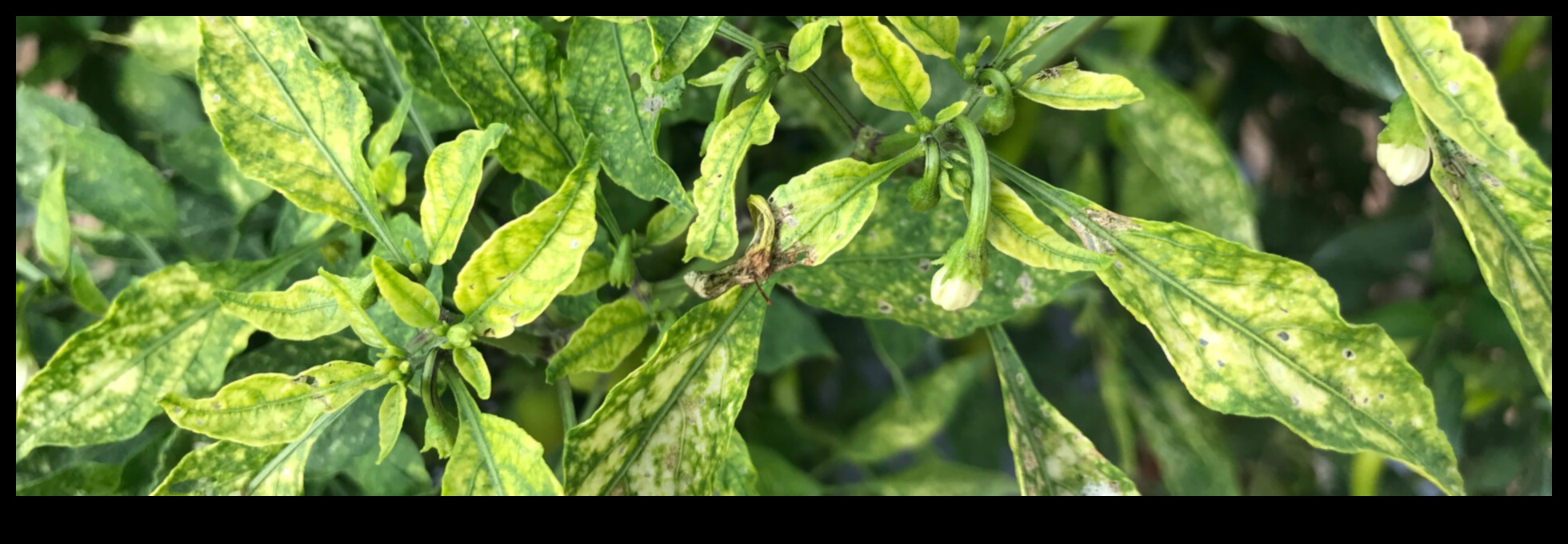 Nutrient Rescue A Comprehensive Approach to Deficiency Management Ένας ολιστικός οδηγός για τον εντοπισμό και τη θεραπεία των ελλείψεων θρεπτικών συστατικών 1 Nutrient Rescue: Μια ολοκληρωμένη προσέγγιση στη διαχείριση της ανεπάρκειας